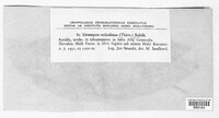 Uromyces reticulatus image